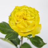 yellow garden rose