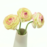 Felicidade, Ranunculus, success, ranunuculo