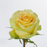 Zanzibar rose, yellow rose