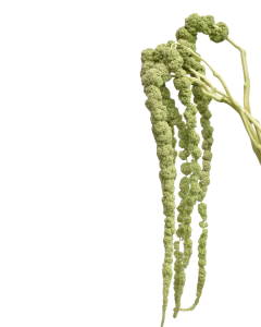 Amaranth