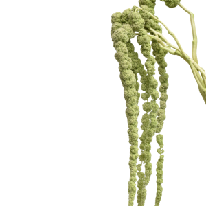 AMARANTHUS GREEN TAILS