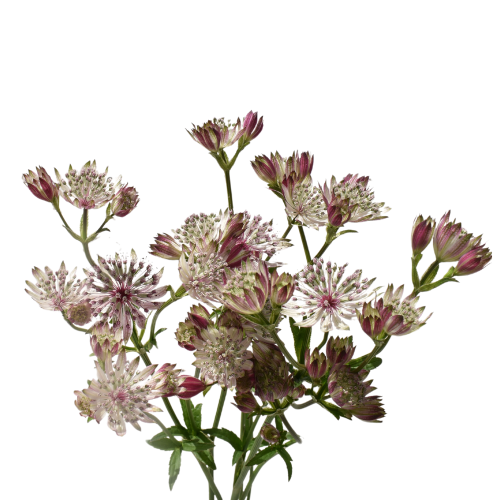 ASTRANTIA PINK