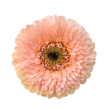 BOLERO JAYJAY GERBERA