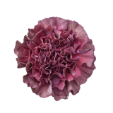 CARNATION BRONCE THRILL