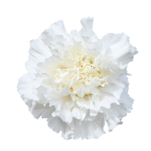 CLAVEL DIAMANTE