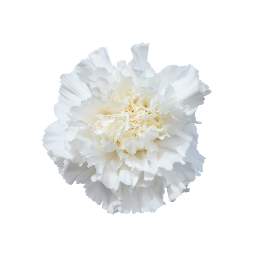 CARNATION DIAMOND