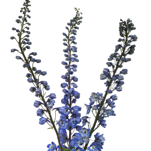 DELPHINIUM BLUE BIRD