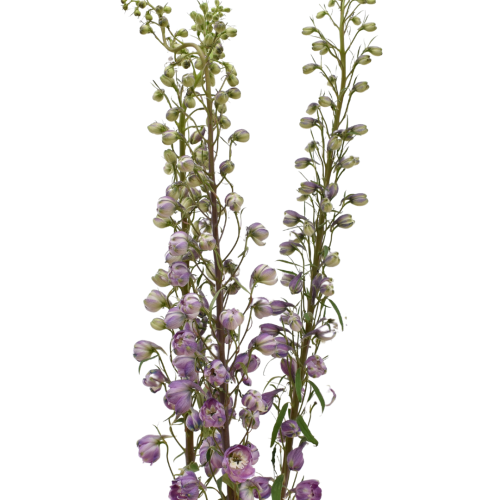 DELPHINIUM LAVENDER