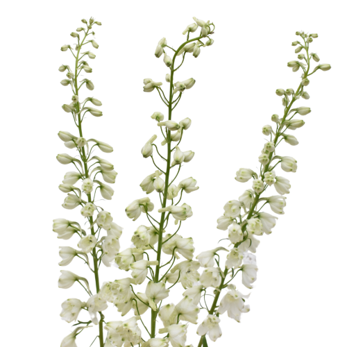 DELPHINIUM WHITE