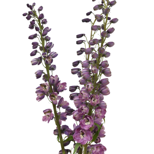 DELPHINIUM SOFT PURPLE