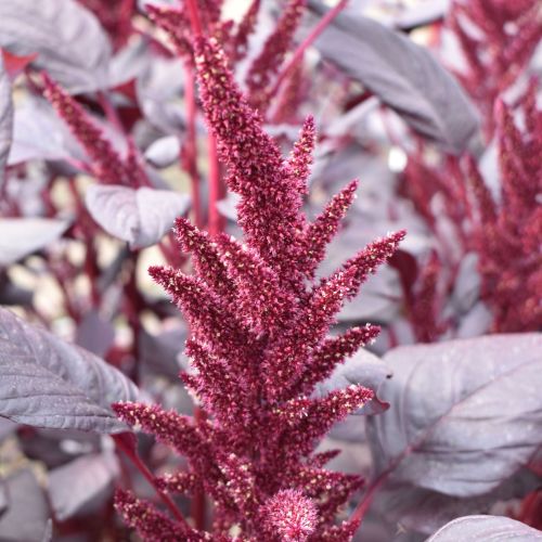 AMARANTHUS VELVET CURTAINS