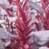 AMARANTO, BURGUNDY, AMARANTHUS