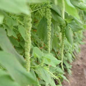 AMARANTHUS GREEN TAILS