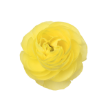 ELEGANCE LIGHT YELLOW, RANUNCULUS