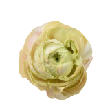 Elegance, Pastello, Vintage, RANUCULUS