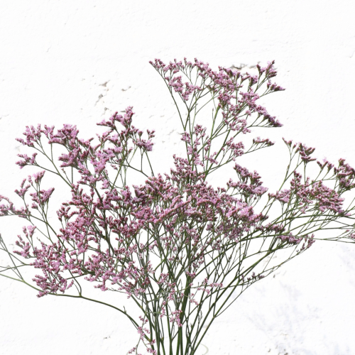 LIMONIUM OSHI PINK