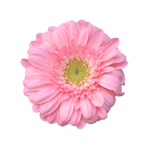 MINI GERBERA JUNA