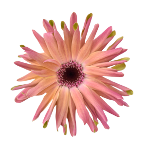 Mini Gerberas