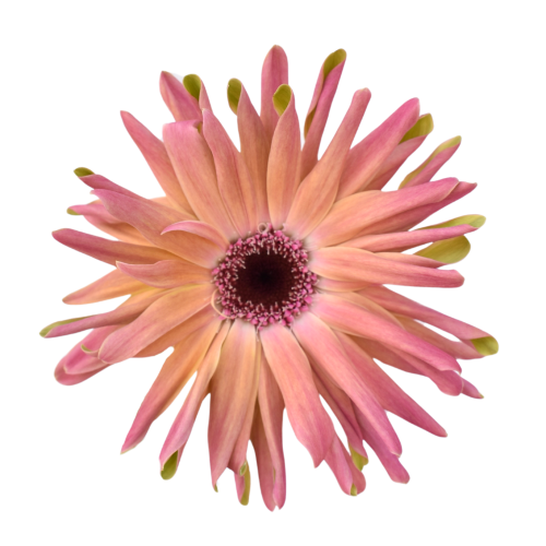 MINI GERBERA PASTINI VITTORIA