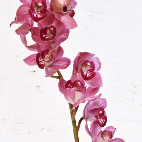 ORCHID PINK