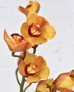 Cymbidium