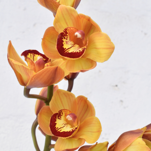 ORCHID YELLOW