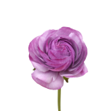 Romance Loubeyres, PURPLE, RANUNCULUS