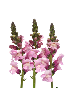 Snapdragon