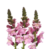 SNAPDRAGON LILAE