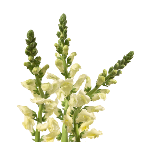 SNAPDRAGON YELLOW