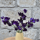 SWEET PEA PURPLE