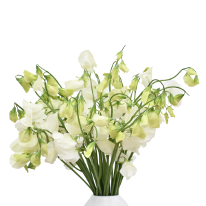 SWEET PEA WHITE