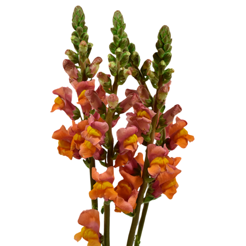 Snapdragon Orange