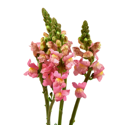 Snapdragon Pink