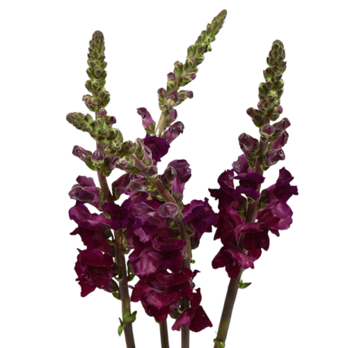 Snapdragon Purple