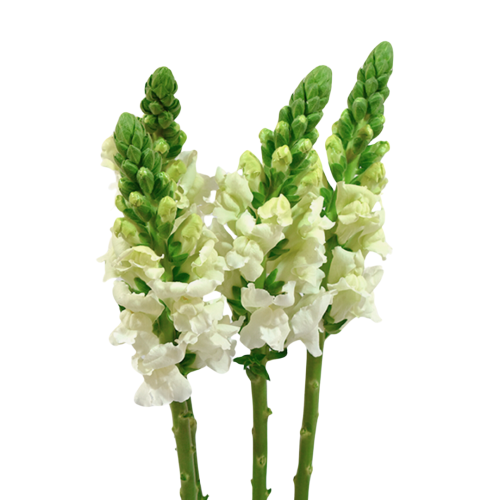 Snapdragon White