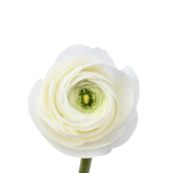 Succes White, RANUNCULUS