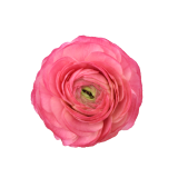 SUCCESS CLONI CORAL, RANUNCULUS