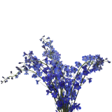 Delphinium Sea Waltz