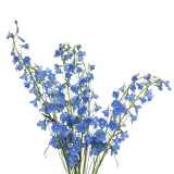 Delphinium Sky Waltz