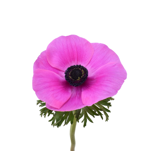 ANEMONE MISTRAL MAGENTA