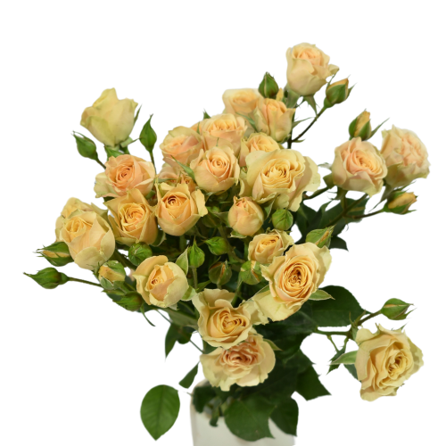 APRICOT SPRAY ROSE