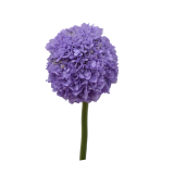 Scabiosa teaberry, purple, blue scabiosa