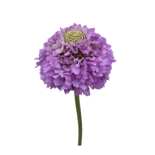 UBE SCABIOSA