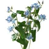 TWEEDIA SKY BLUE