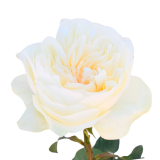 AURORA GARDEN ROSE, CREAM GARDEN ROSE