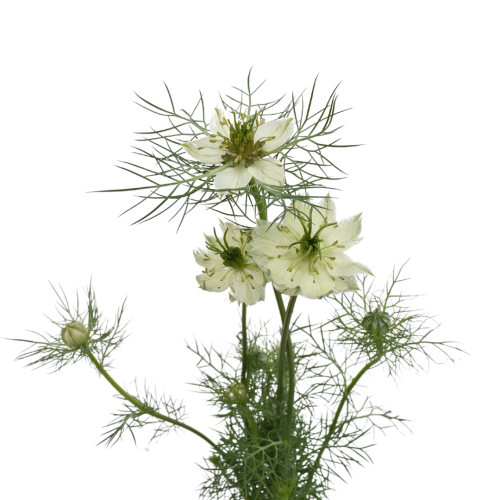 NIGELLA ALL WHITE