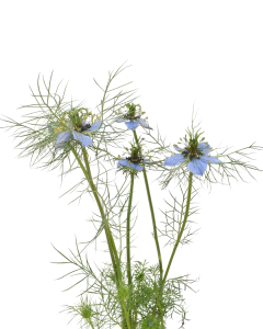 Nigella