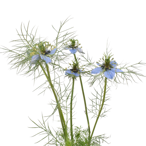 NIGELLA SKY BLUE