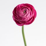 RANUNCULUS ELEGANCE HOT PINK